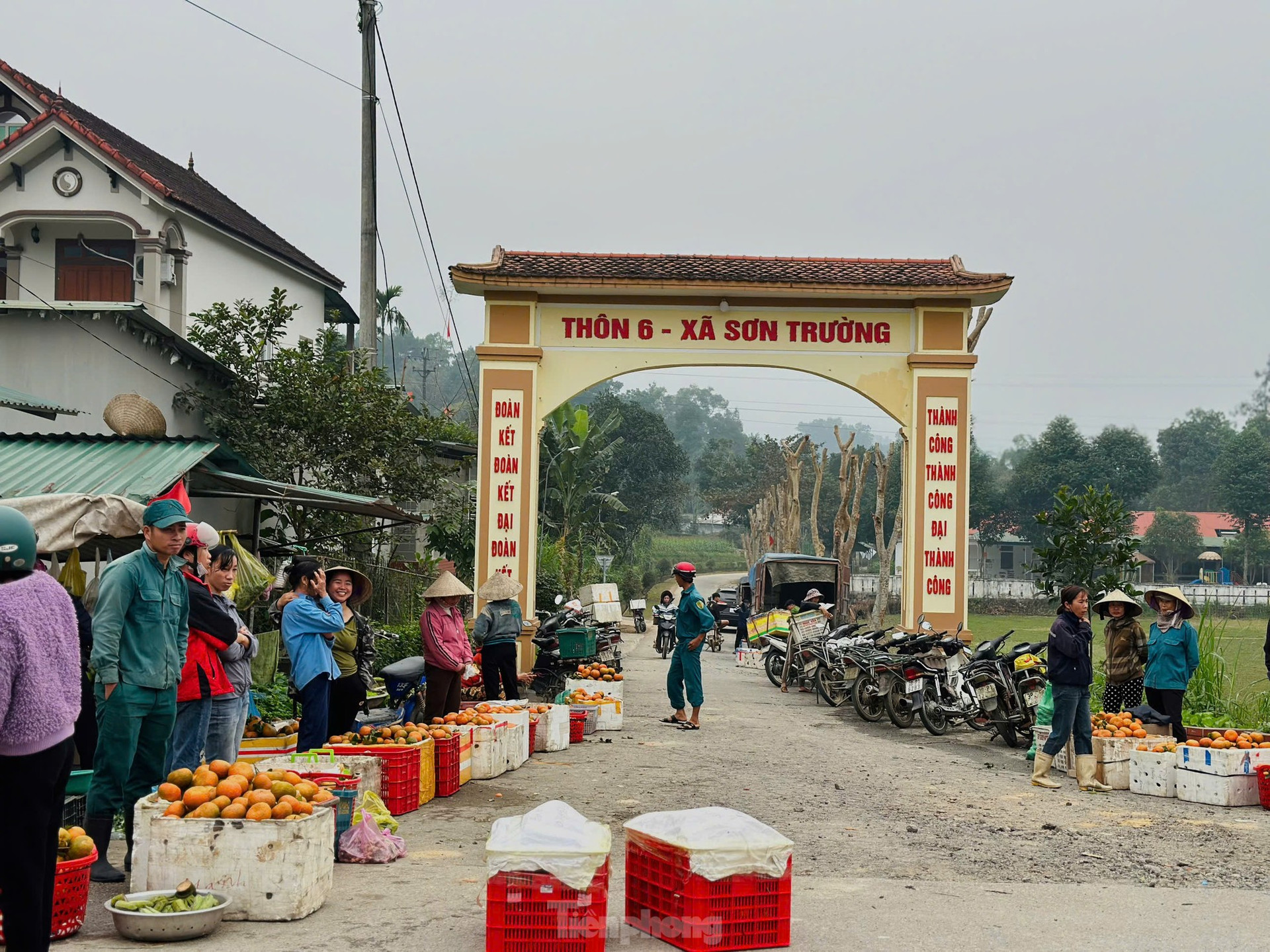 Thủ phủ cam b&ugrave; v&agrave;ng rực, bung h&agrave;ng ng&agrave;y Tết ảnh 6