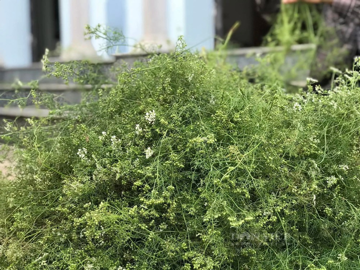 Loại lá không thể thiếu trong ngày cuối năm của người Việt: Đem tắm, rửa mặt đều tốt cho sức khỏe