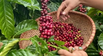 Một loại hạt Việt Nam xuất khẩu lập đỉnh, dự báo 2025 còn bùng nổ mạnh