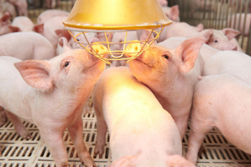 Đại gia chăn nuôi bắt tay ông lớn Trung Quốc làm ‘chung cư heo’ 12.000 tỷ, lợi nhuận được dự báo tăng gấp đôi