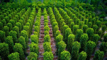 'Báu vật' nông sản của Việt Nam được Mỹ săn lùng ráo riết: Thu về hơn 1,26 tỷ USD chỉ sau 9 tháng, nước ta vẫn là 'ông trùm' xuất khẩu