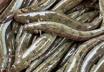 Thứ từng bị coi là 'của nhà nghèo' nay đã thành đặc sản giá tới 700.000 đồng/kg, nhà giàu mê như điếu đổ