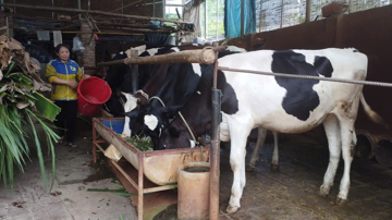 13 tấn sữa mỗi ngày có nguy cơ bị đổ bỏ, người nuôi bò sữa ở Phú Thọ lo lắng như 'ngồi trên lửa'