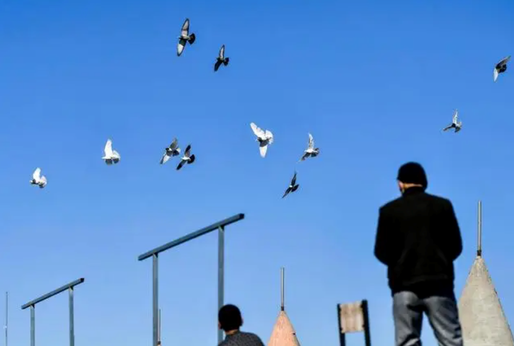 Cán bộ Nhà nước lĩnh án 10 năm tù vì... 95 con chim bồ câu trị giá hơn 4,8 tỷ đồng, con đắt nhất đủ mua căn hộ 50m² - ảnh 3