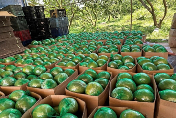 Không phải sầu riêng, loại quả của Việt Nam khiến cựu Thứ trưởng Bộ Nông nghiệp Mỹ phải tấm tắc khen ngon: Sản lượng 1 triệu tấn/năm, vừa có thêm 'visa' sang Úc