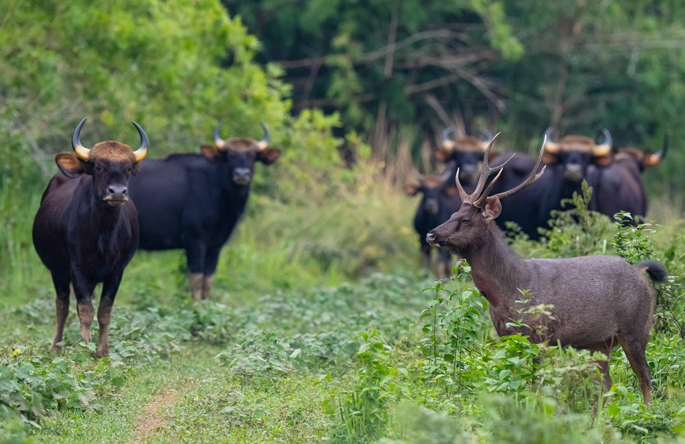 Vườn Quốc gia gần 72.000ha của Việt Nam giành 4 giải thưởng quốc tế - ảnh 2