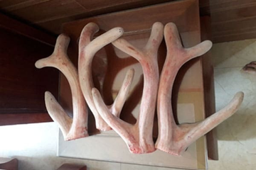 Nông dân vùng cao Đà Nẵng nuôi con giống nhà giàu, bán 'vàng trắng' đếm tiền mỏi tay