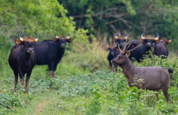 Vườn Quốc gia gần 72.000ha của Việt Nam giành 4 giải thưởng quốc tế