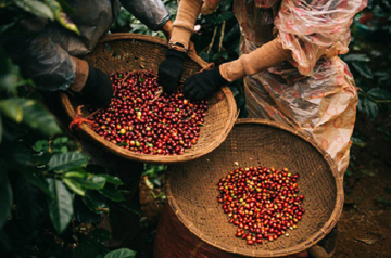 Xuất khẩu loại hạt của Việt Nam lập kỷ lục mới: Thu về 7 tỷ USD, giữ vững ngôi 'ông trùm' thế giới