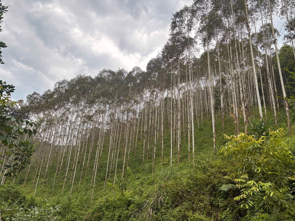 Loại cây lá có thể 'mọc' ra vàng, đang được trồng phổ biến ở Việt Nam - ảnh 1