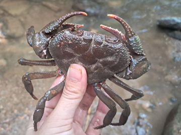 Đặc sản ngọt thịt, đắt đỏ nhưng có tiền chưa chắc mua được, dân sành ăn săn lùng đỏ mắt