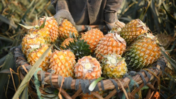 Không phải thanh long hay sầu riêng, đây mới là loại quả có tốc độ tăng trưởng xuất khẩu nhanh nhất hiện nay lên tới hơn 400%