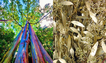 Loại cây lá có thể 'mọc' ra vàng, đang được trồng phổ biến ở Việt Nam