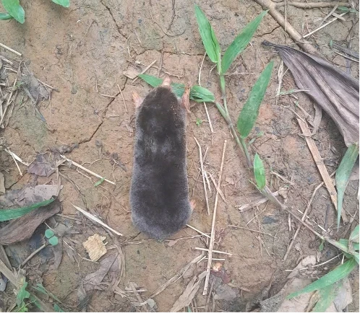 Phát hiện loài chuột chũi mới tại Thanh Hoá