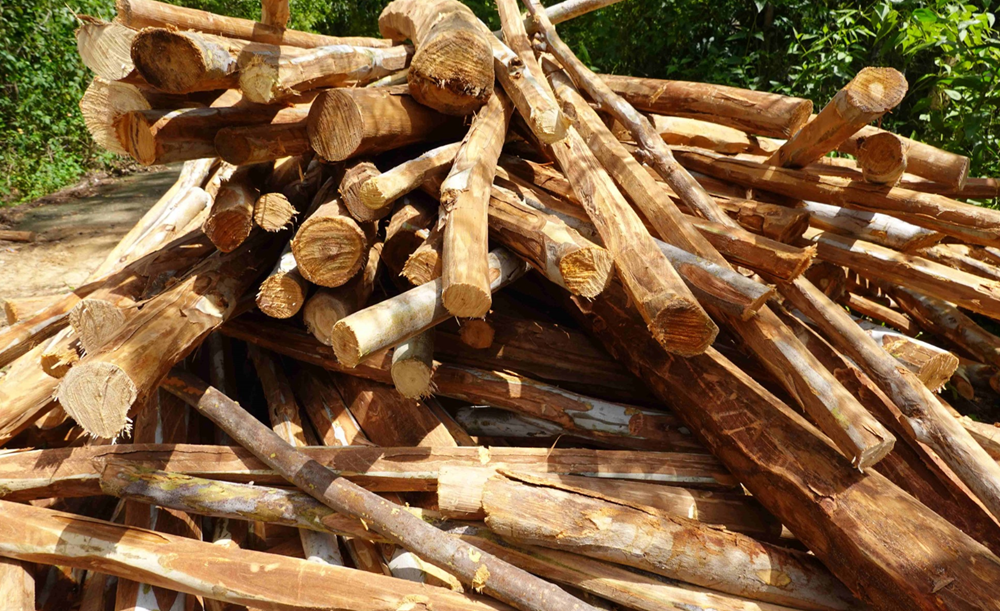 Loại cây lá có thể 'mọc' ra vàng, đang được trồng phổ biến ở Việt Nam - ảnh 3