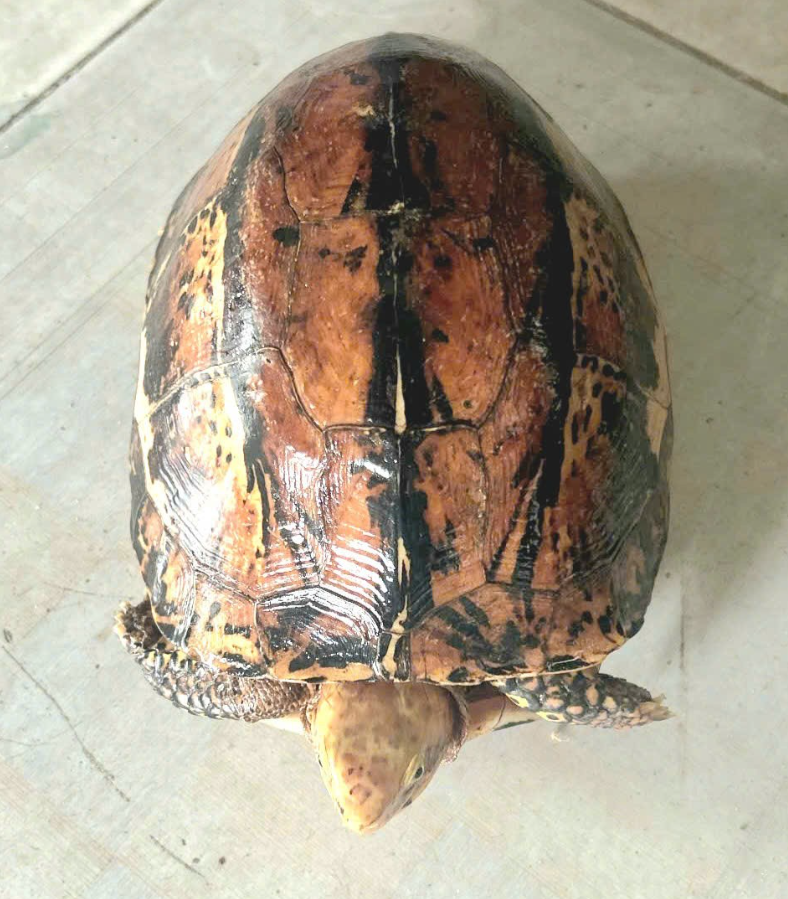 Gặp cá thể rùa lạ sau vườn nhà, người đàn ông lập tức báo công an - ảnh 2