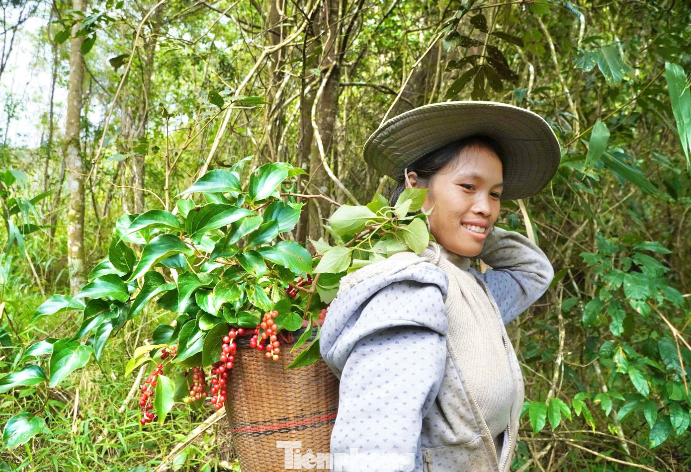 Năm nào cũng vậy, vào mùa ngũ vị tử, 2 em chị Y Chủ (35 tuổi) và Y Chuông (31 tuổi, cùng trú làng Đăk Chum 1, xã Tu Mơ Rông) lại rủ nhau vào rừng hái loại quả này để kiếm thêm thu nhập. Nếu “trúng mánh”, một người có thể thu về nửa tạ trong ngày, mang lại nguồn thu lớn. tp-2339.jpg