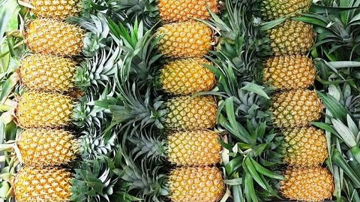 Loại quả Việt vươn ra thế giới, trở thành 'ngôi sao mới' ngành xuất khẩu nông sản: Mang về 8 triệu USD sau 9 tháng, Nga - Mỹ cực kỳ ưa chuộng