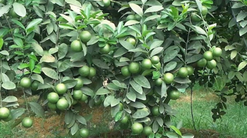 Nông dân Tuyên Quang trồng loại cây gây 'ứa nước miếng' trên đất đồi cằn cỗi, ai ngờ mang về doanh thu hơn 1 tỷ đồng/năm