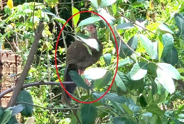 Thấy con vật có hình thù lạ trong vườn, không ngờ là loài trong Sách Đỏ