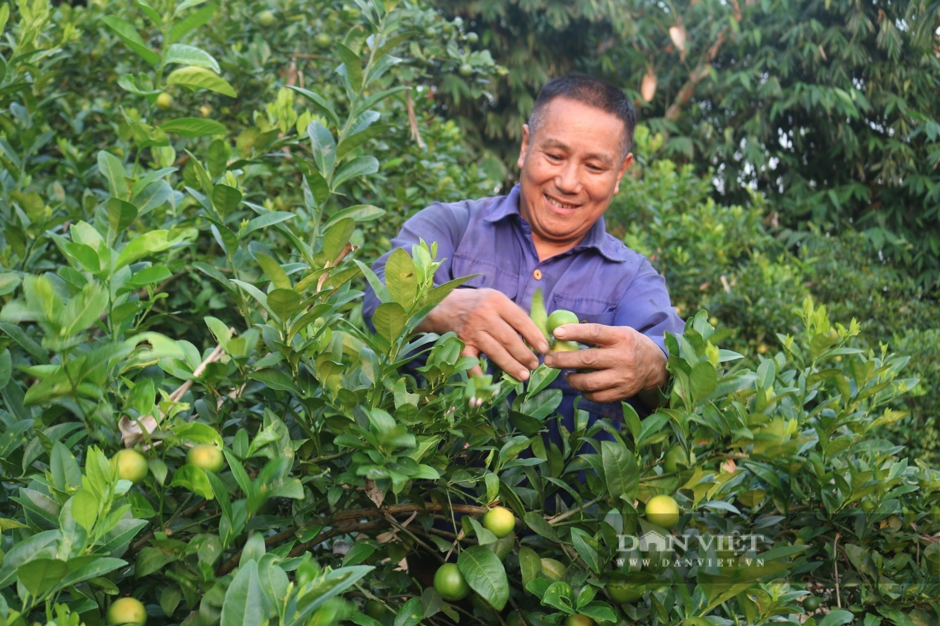 ong-nong-dan-trong-chanh-tuyen-quang-1.jpg