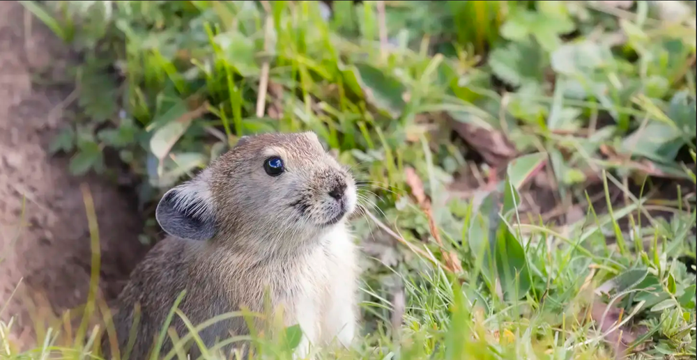 Bí thư Huyện ủy mất chức vì bê bối bắn pháo tai tiếng - ảnh 2