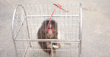 Cứu cá thể khỉ mặt đỏ quý hiếm