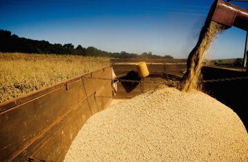 Một loại ‘báu vật’ đang tăng tốc vào Việt Nam, thuế nhập khẩu 0%, nước ta chi gần 1 tỷ USD mua mỗi năm