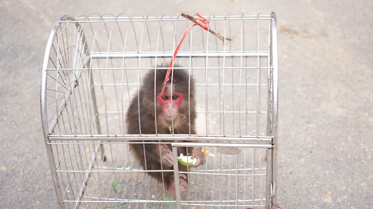 Cá thể khỉ mặt đỏ. 13131.jpg