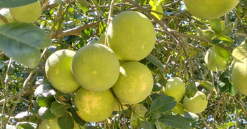 Huế vào mùa quả ngọt thanh, ruột giòn, hương thơm không nơi nào có