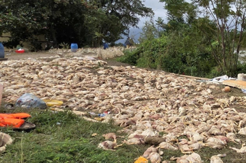 Trang trại 3.000 m2 chìm trong biển nước, nông dân Thanh Hóa thắt lòng trước cảnh xác vịt phủ trắng bờ đê