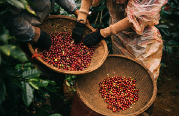 Xuất khẩu 'hạt vàng' lập kỷ lục mang về cho Việt Nam gần 7 tỷ USD trong 9 tháng, cơ hội lớn từ Mỹ - châu Âu