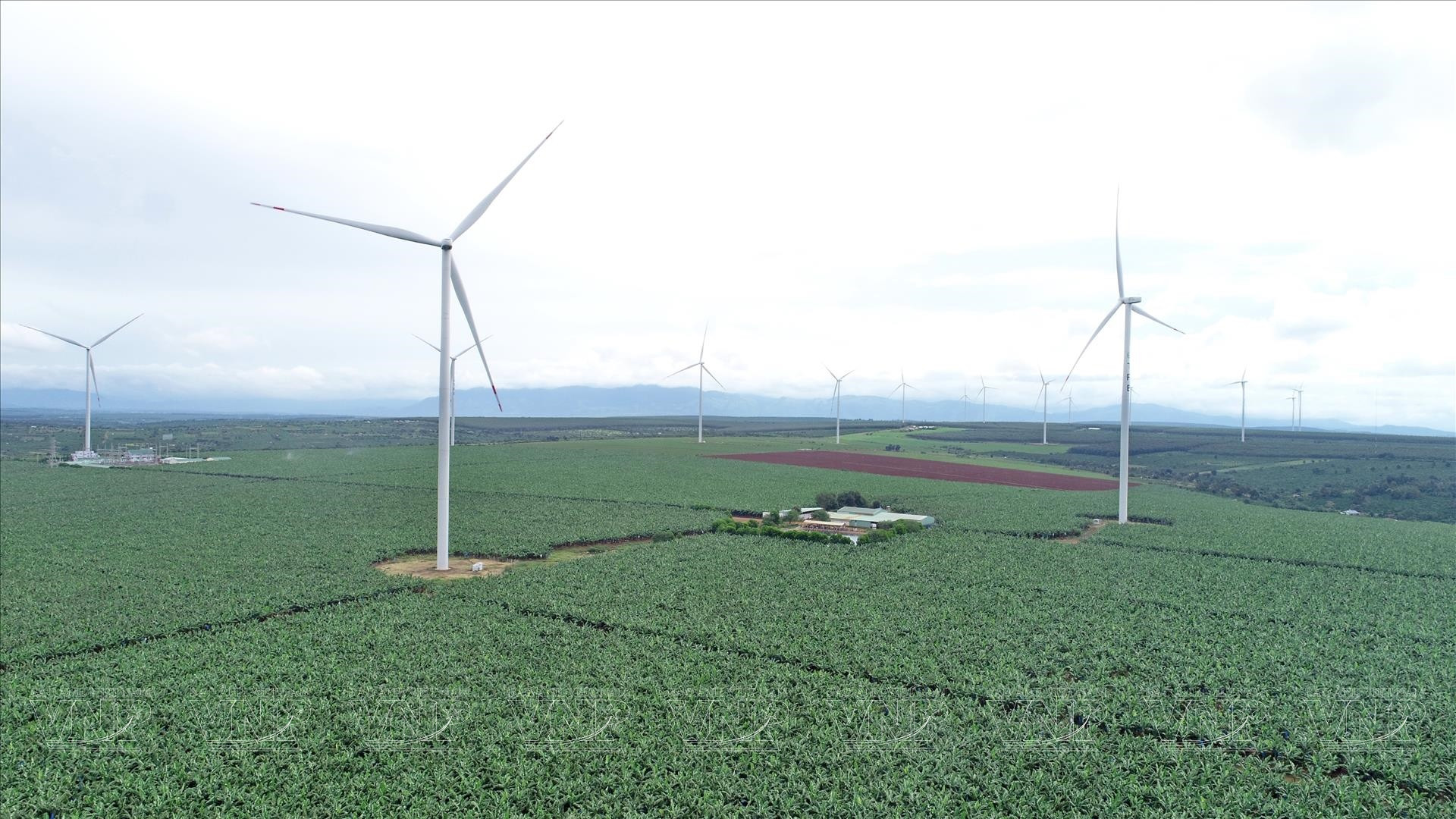 Tỉnh Gia Lai sẽ có thêm dự án nông nghiệp công nghệ cao hơn 1.600 tỷ đồng. Ảnh minh họa