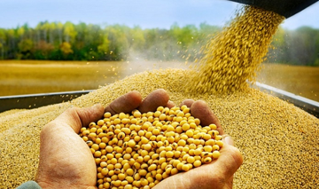 Hàng trăm nghìn tấn 'hạt vàng' từ Mỹ vừa ồ ạt đổ về Việt Nam: Nước ta tiêu thụ đứng top thế giới, vì sao lại 'mê' đến vậy?