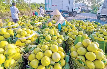 Trung Quốc siêu mê loại quả này của Việt Nam: Xuất khẩu thu hơn 205 triệu USD chỉ sau 8 tháng, khẳng định vị thế 'vua trái cây'