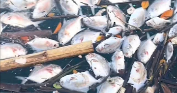 Cá chết hàng loạt chưa rõ nguyên nhân ở đặc khu Vân Đồn