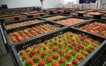 Loại quả của Việt Nam được khen 'ngon hơn hàng Hàn Quốc', lên cả máy bay đi quốc tế: xuất khẩu tăng khủng gần 1.000%, sản lượng vượt 9.000 tấn/năm