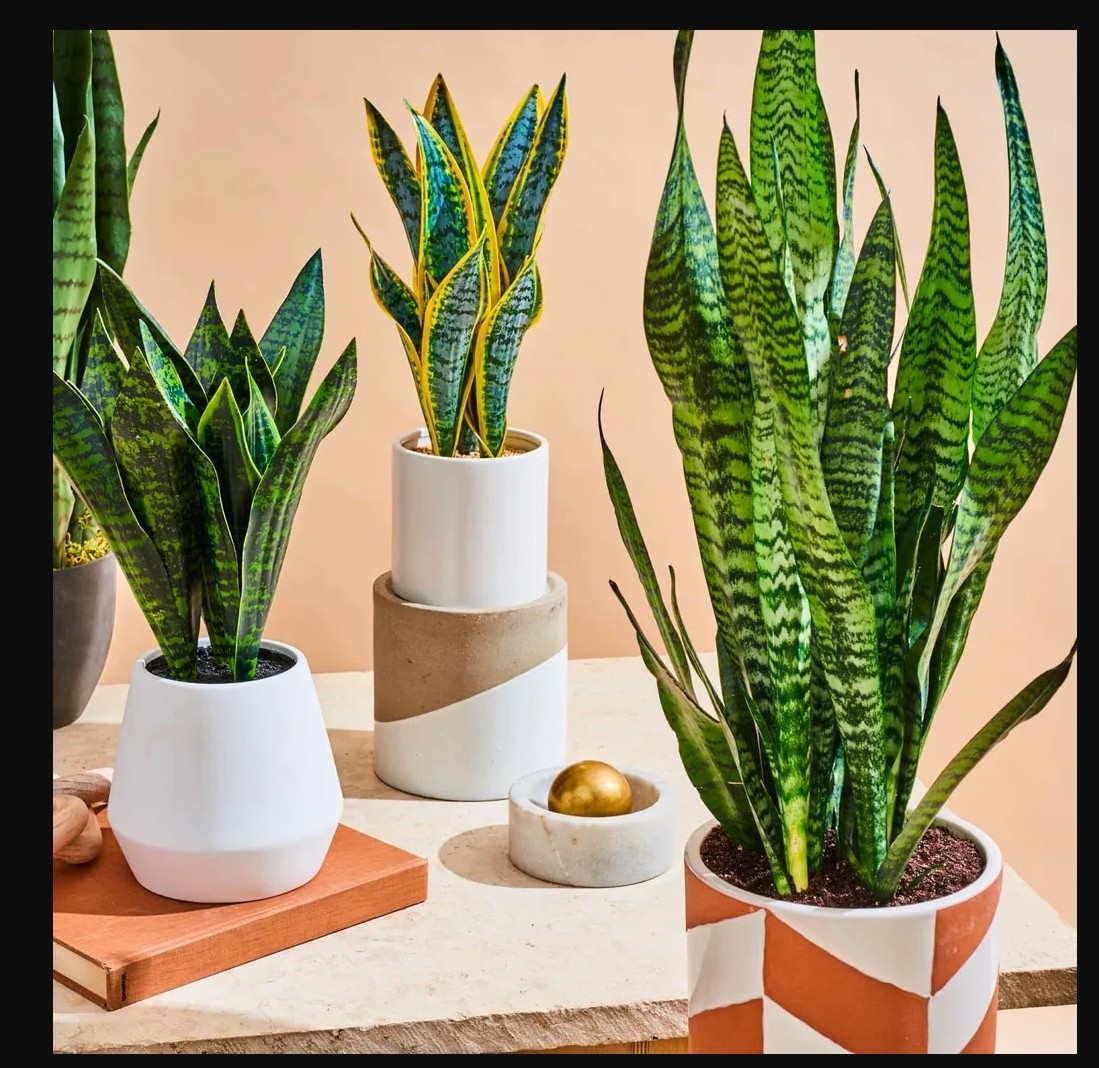 Bí quyết khử mùi formaldehyde trong nhà mới: Kinh nghiệm thực tế từ một cặp vợ chồng trẻ- Ảnh 7.