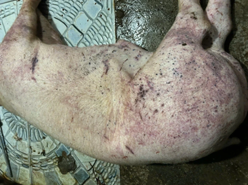 Kinh hoàng: Vợ chồng ở Hà Nội thu mua hơn 700 con lợn chết nhiễm dịch tả bán cho bếp ăn công ty