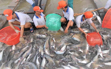 'Mỏ vàng tỷ đô' của Việt Nam thu gần 1,6 tỷ USD trong 9 tháng: Mỹ - Trung - Nhật đua nhau mua, thế giới nuôi nhưng chỉ nước ta tạo ra ngành công nghiệp