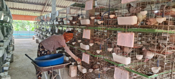 Con đi du học về dạy bố cách nuôi thứ chim 'đẻ sòn sòn', nông dân Hải Phòng đút túi nửa tỷ mỗi năm