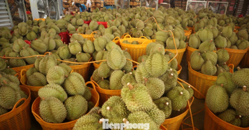 Sầu riêng Đắk Lắk rớt giá mạnh, thương lái dừng mua