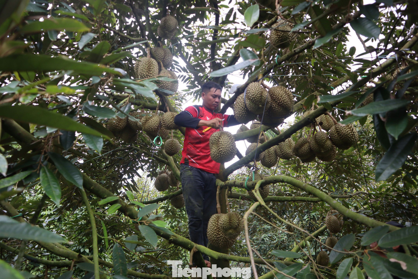 Sầu riêng Đắk Lắk đang vào cuối vụ. tp-2.jpg