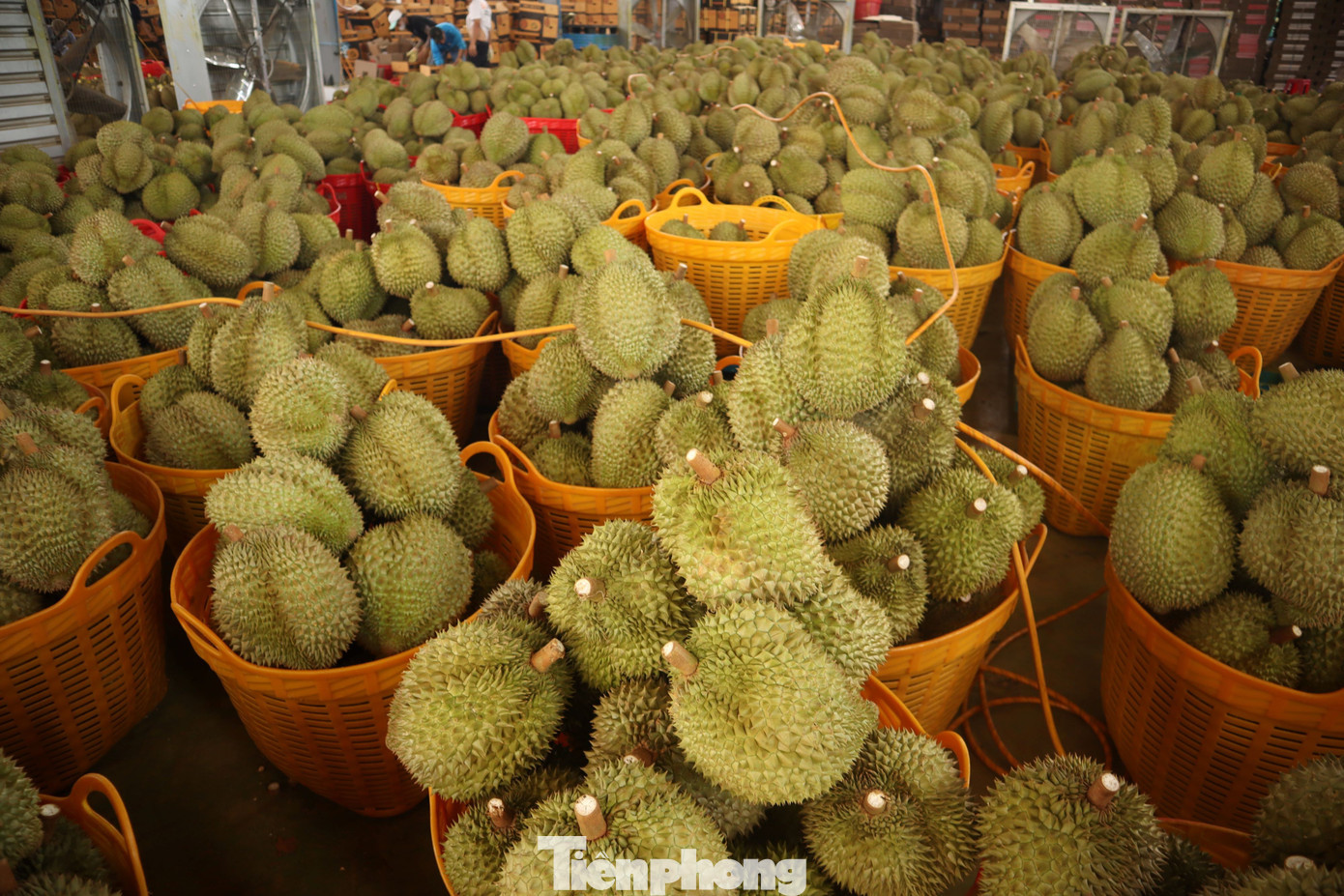 Sầu riêng gặp khó trong xuất khẩu vào cuối vụ. tp-11.jpg