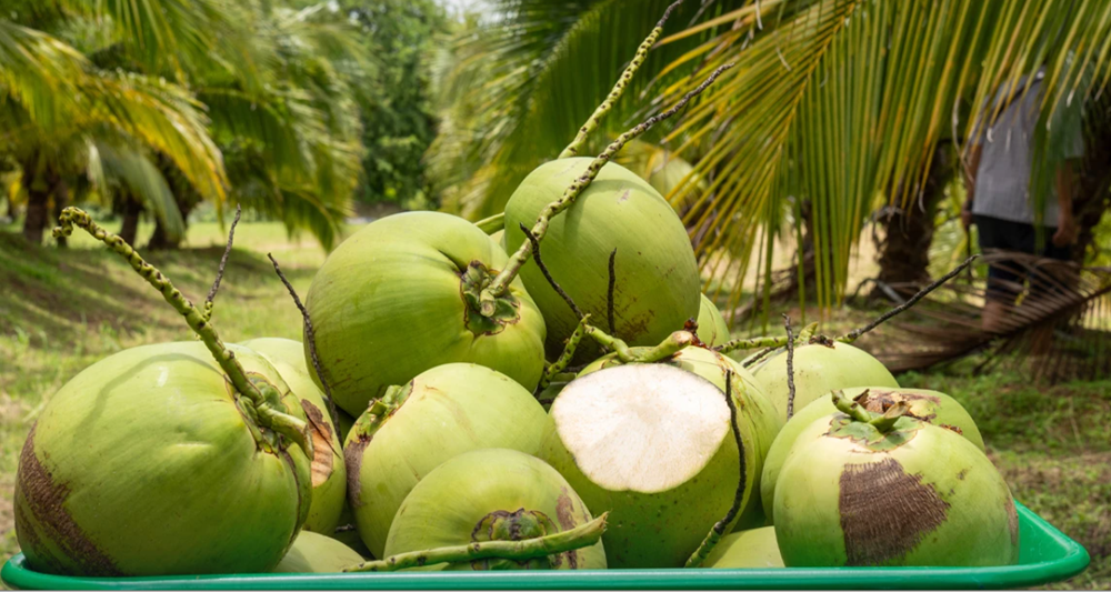 Thái Lan khủng hoảng, Việt Nam hưởng lợi từ mặt hàng tỷ đô - ảnh 1