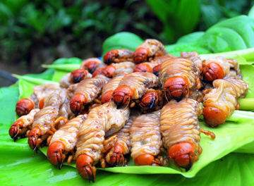 Săn 'lộc trời' từ lòng đất: Đặc sản nhìn 'sợ khiếp vía', giá 350.000 đồng/kg vẫn được dân sành ăn săn lùng