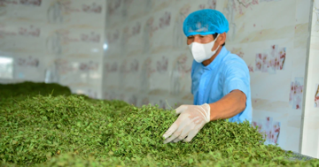 Nông dân Thanh Hóa giàu lên nhờ rau má