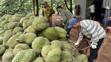 Sầu riêng ách tắc xuất khẩu vì gián đoạn kiểm nghiệm, nông dân thiệt hại nặng giữa 'mùa vàng'