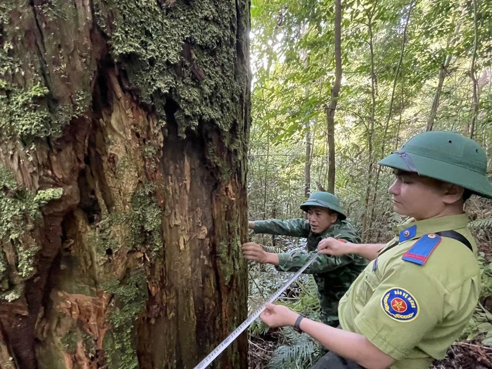 Cây gỗ quý được mệnh danh là 'báu vật' 2.000 năm tuổi, cao hơn 70m, phải 20 người ôm mới xuể - ảnh 2