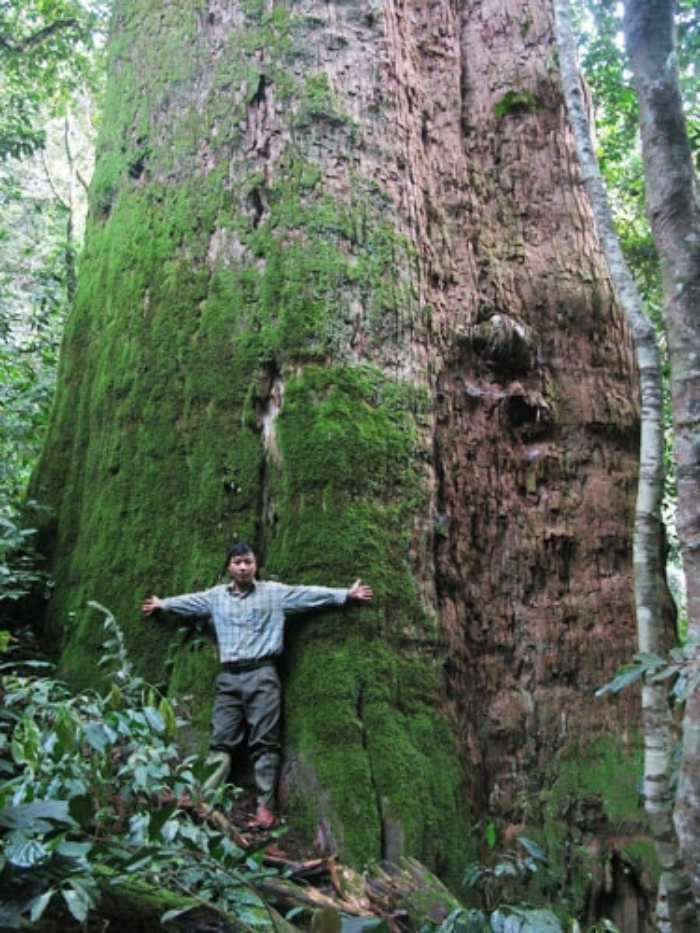 Cây gỗ quý được mệnh danh là 'báu vật' 2.000 năm tuổi, cao hơn 70m, phải 20 người ôm mới xuể - ảnh 1